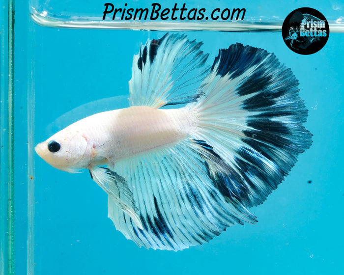 Marble Halfmoon Male