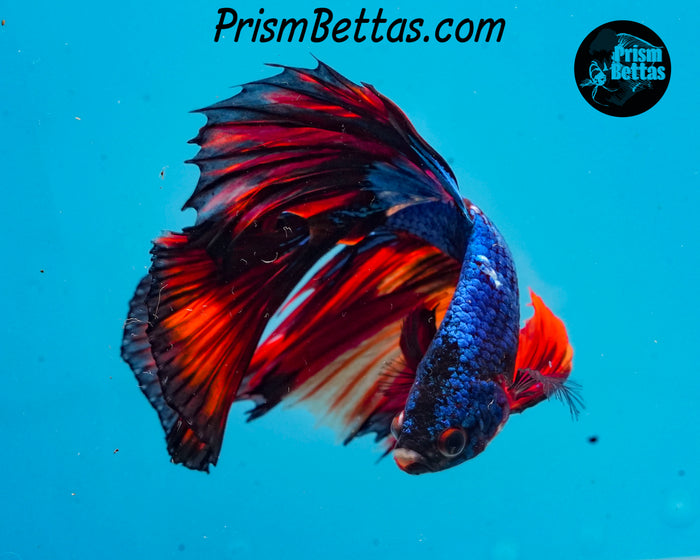 Marble Halfmoon Male