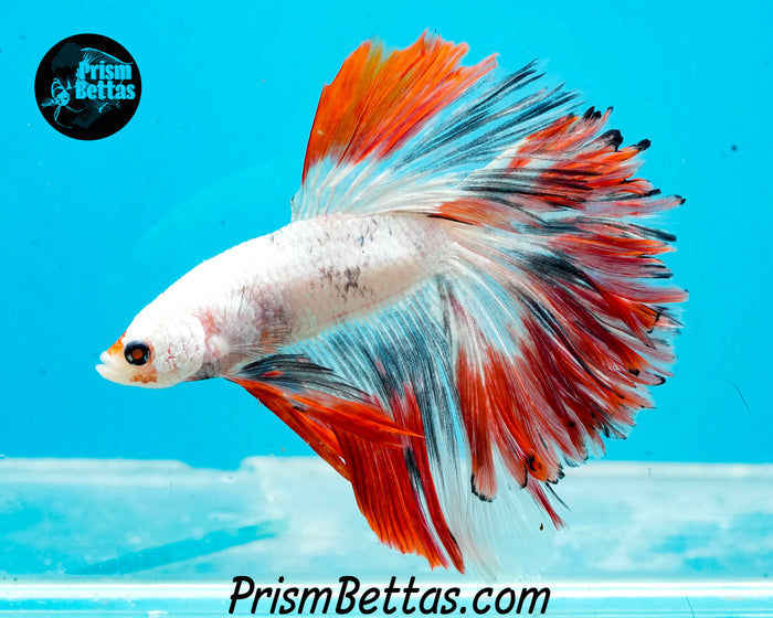 Marble Halfmoon Male