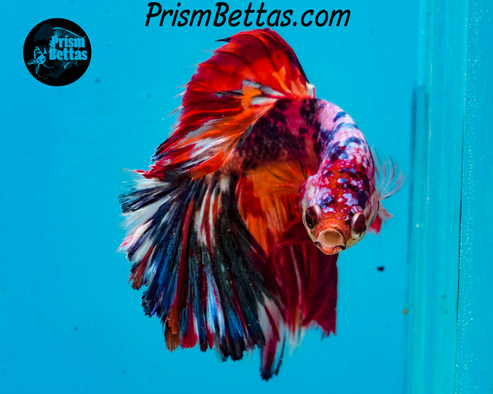 Marble Halfmoon Male