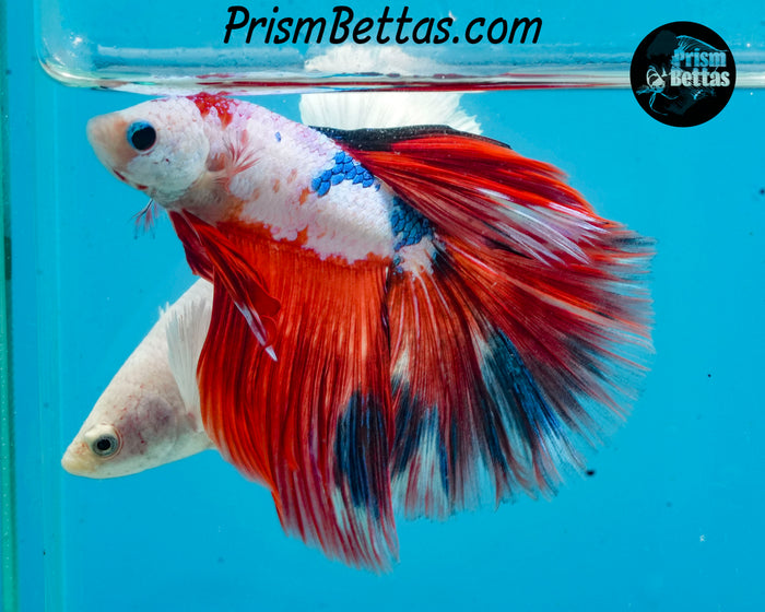 Marble Halfmoon Male