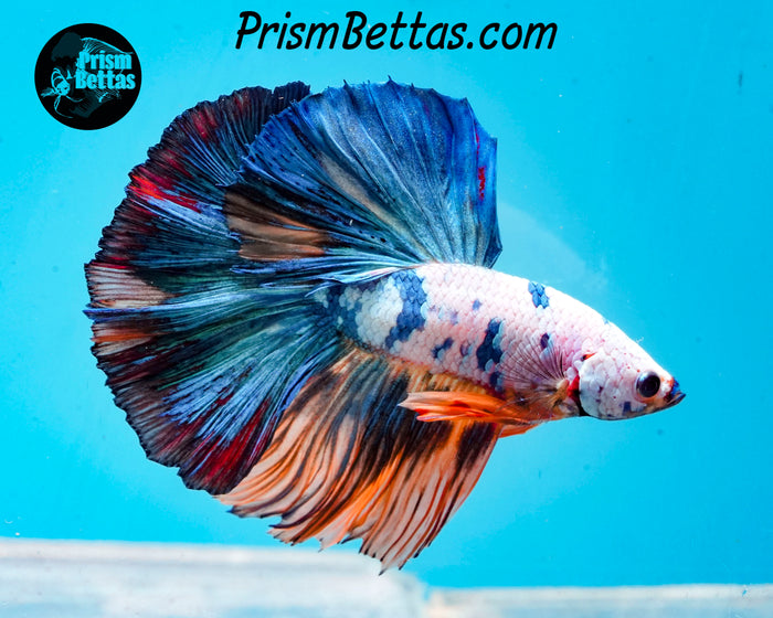 Marble Halfmoon Male