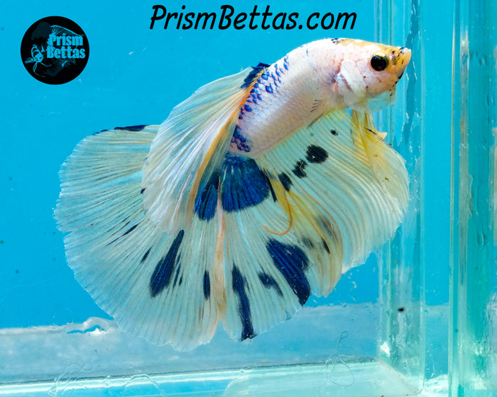 Marble Halfmoon Male