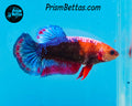 Marble Halfmoon Plakat Female