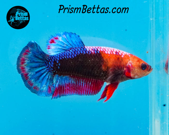 Marble Halfmoon Plakat Female