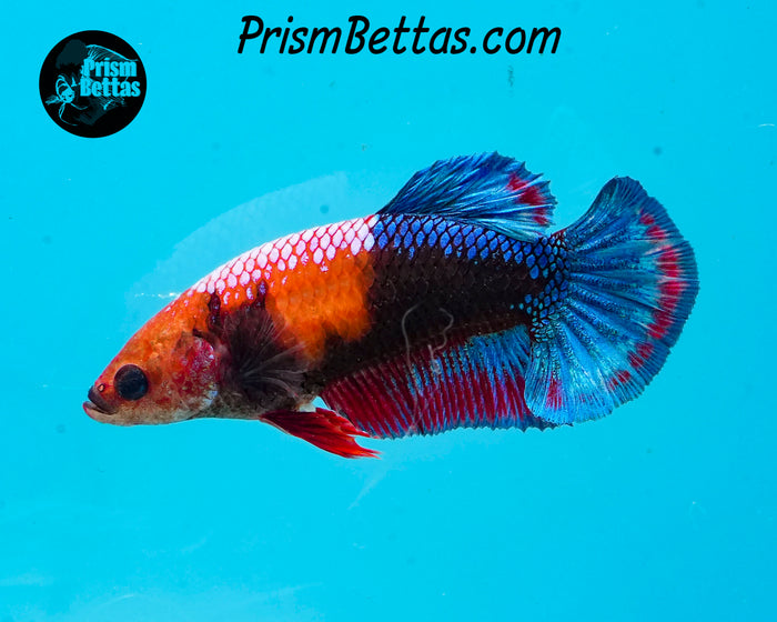 Marble Halfmoon Plakat Female