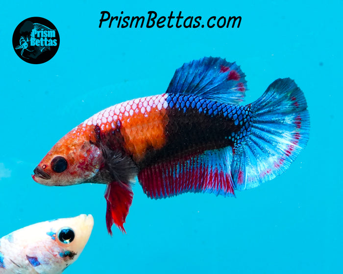 Marble Halfmoon Plakat Female