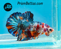Marble Halfmoon Plakat Male