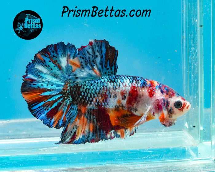 Marble Halfmoon Plakat Male
