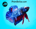 Marble Halfmoon Plakat Male