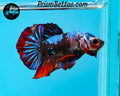 Marble Halfmoon Plakat Male