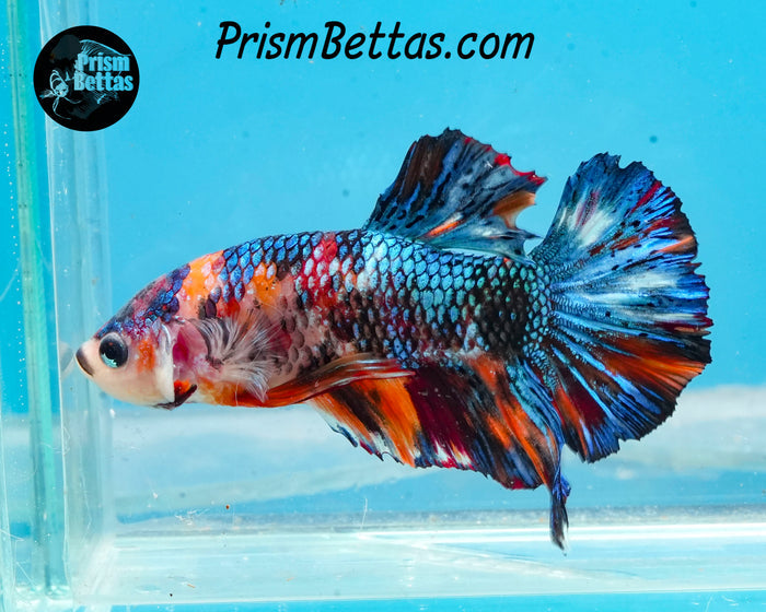 Marble Halfmoon Plakat Male