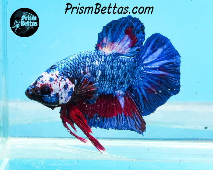 Marble Halfmoon Plakat Male