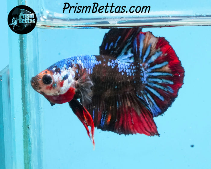 Marble Halfmoon Plakat Male