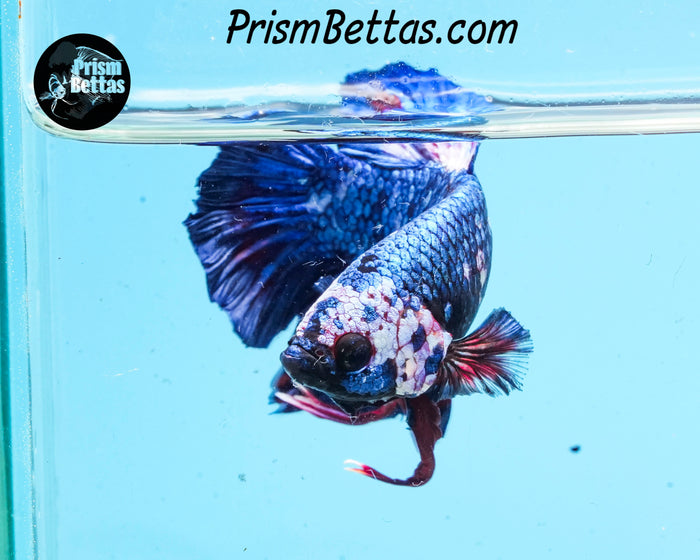 Marble Halfmoon Plakat Male