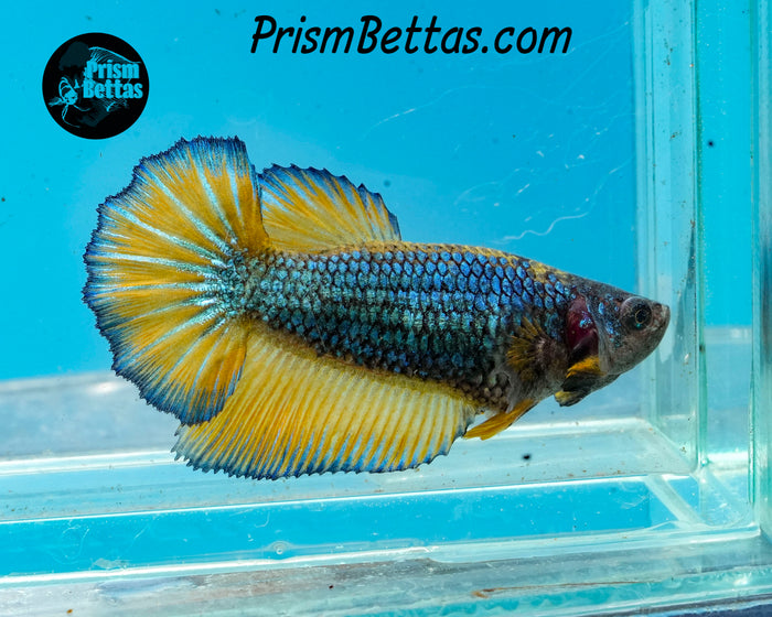 Mustard Gas Halfmoon Female