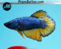 Mustard Gas Halfmoon Female