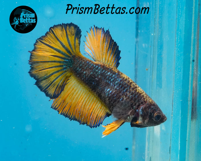 Mustard Gas Halfmoon Female