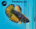 Mustard Gas Halfmoon Female