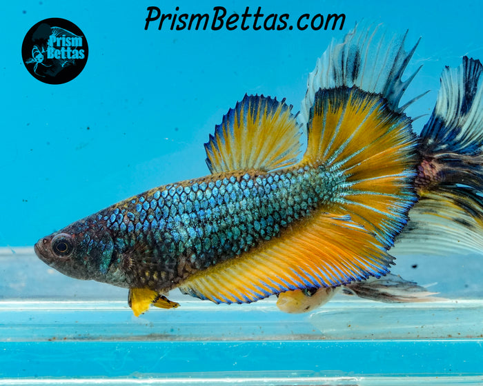 Mustard Gas Halfmoon Female
