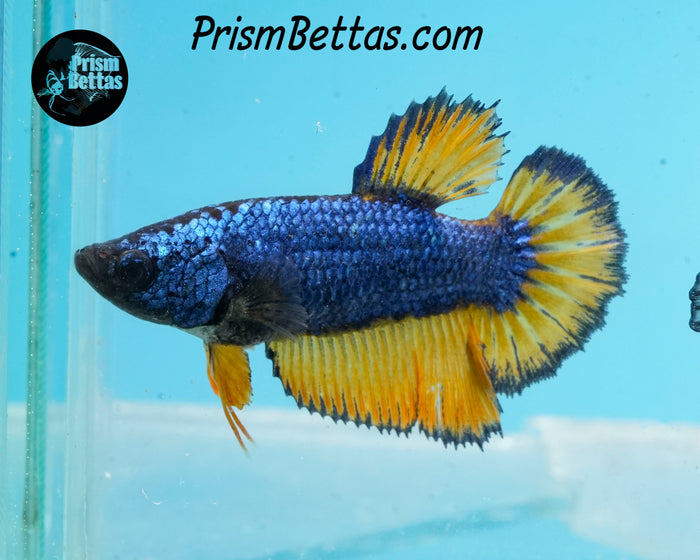Mustard Gas Halfmoon Female