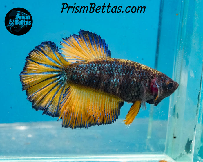 Mustard Gas Halfmoon Female