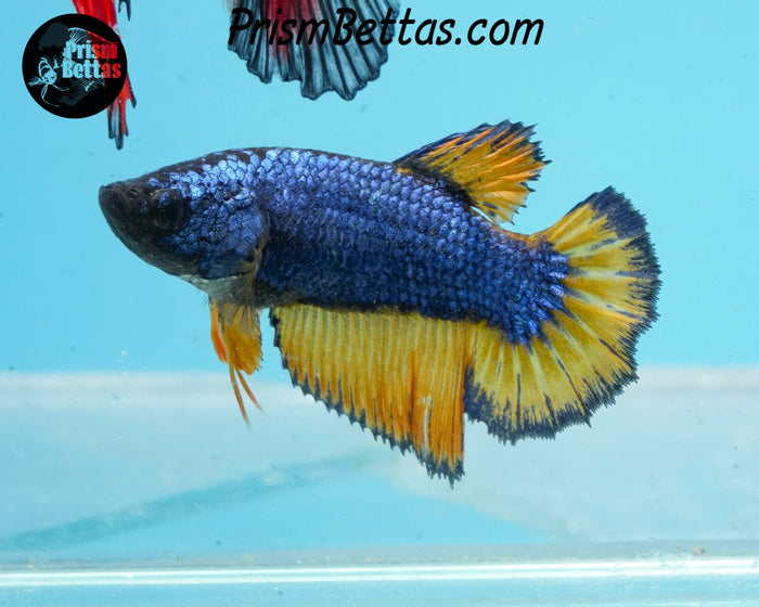 Mustard Gas Halfmoon Female