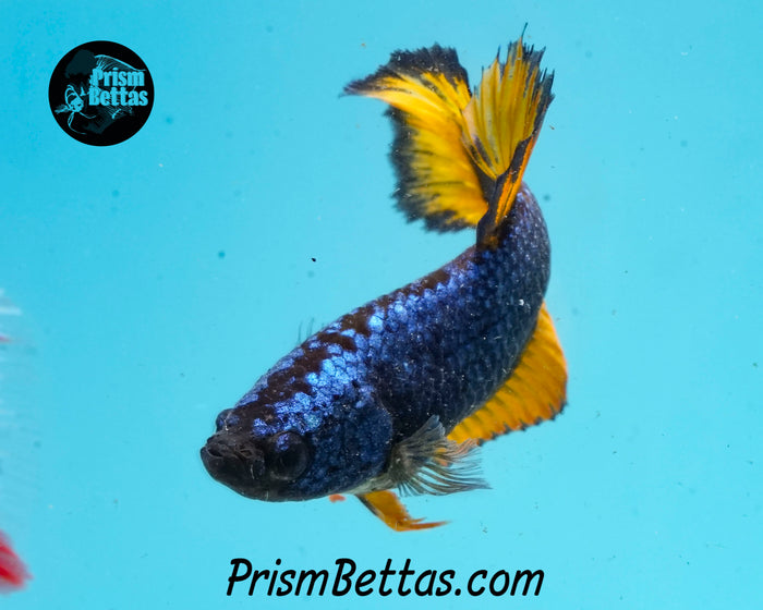 Mustard Gas Halfmoon Female
