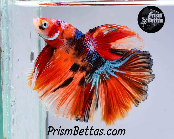 Mystery Box Male!