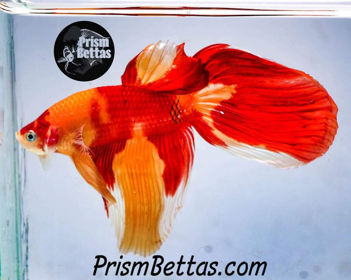 Mystery Box Male!