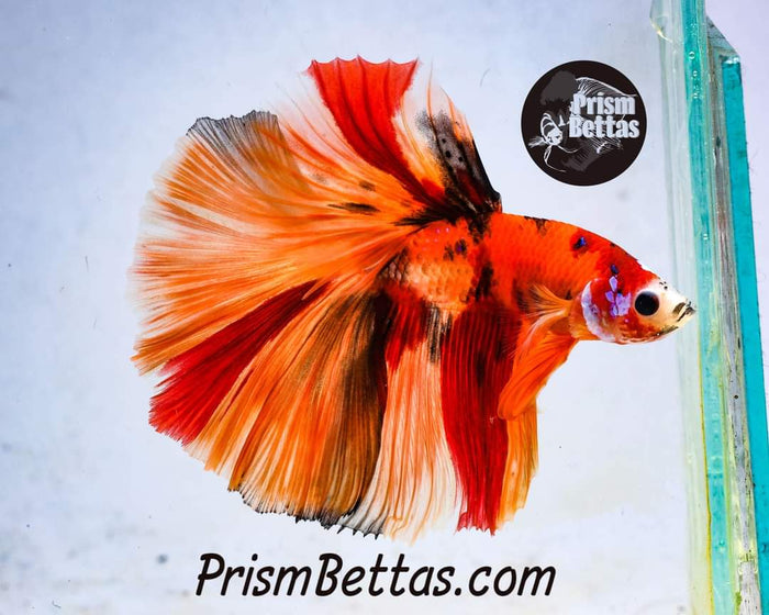 Mystery Box Male!