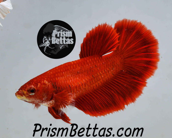 Mystery Box Single Female & Sorority!