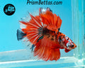 Orange Galaxy Koi Halfmoon Male
