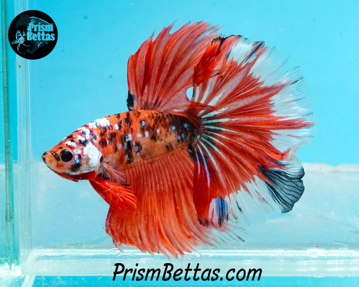 Orange Galaxy Koi Halfmoon Male