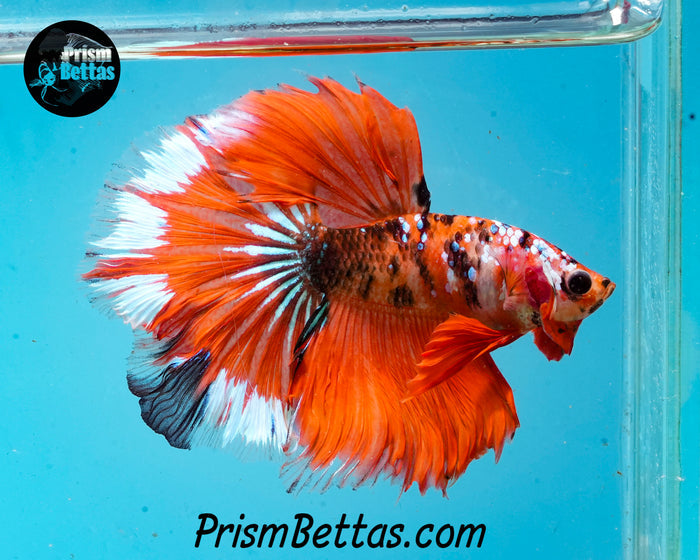 Orange Galaxy Koi Halfmoon Male