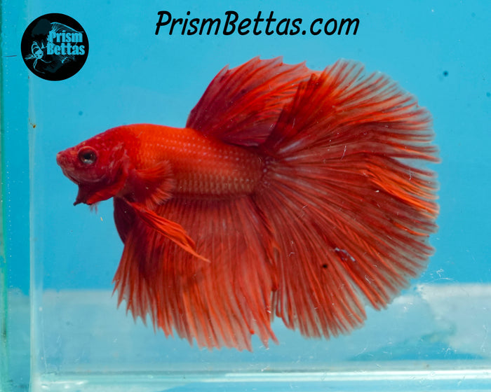 Orange Halfmoon Male