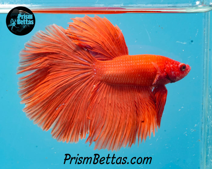 Orange Halfmoon Male