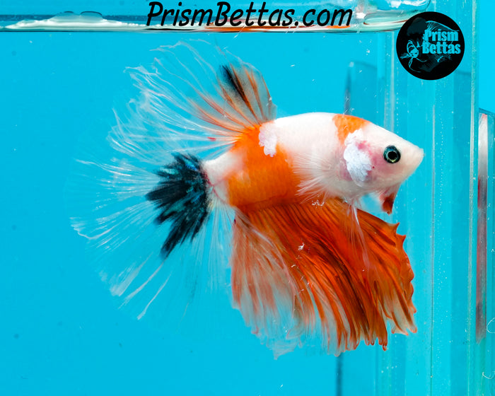 Orange Koi Halfmoon Male