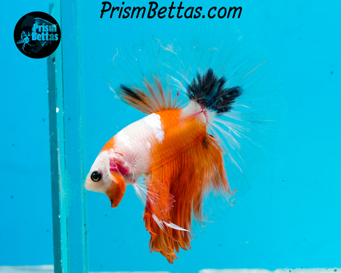 Orange Koi Halfmoon Male