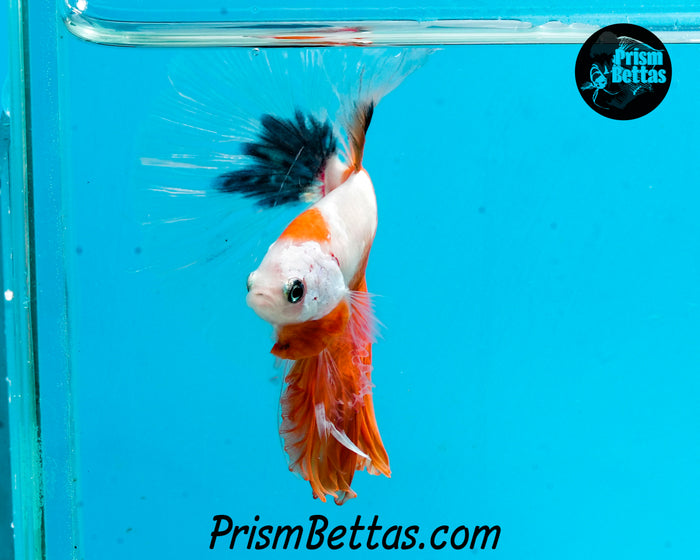 Orange Koi Halfmoon Male