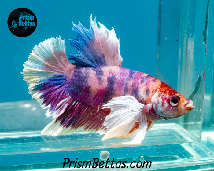 Pink Candy Koi Dumbo Halfmoon Plakat Male