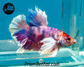 Pink Candy Koi Dumbo Halfmoon Plakat Male