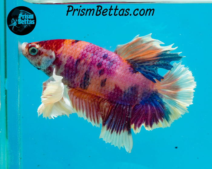 Pink Candy Koi Dumbo Halfmoon Plakat Male