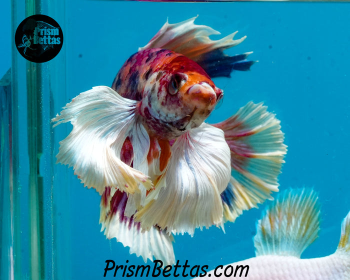 Pink Candy Koi Dumbo Halfmoon Plakat Male