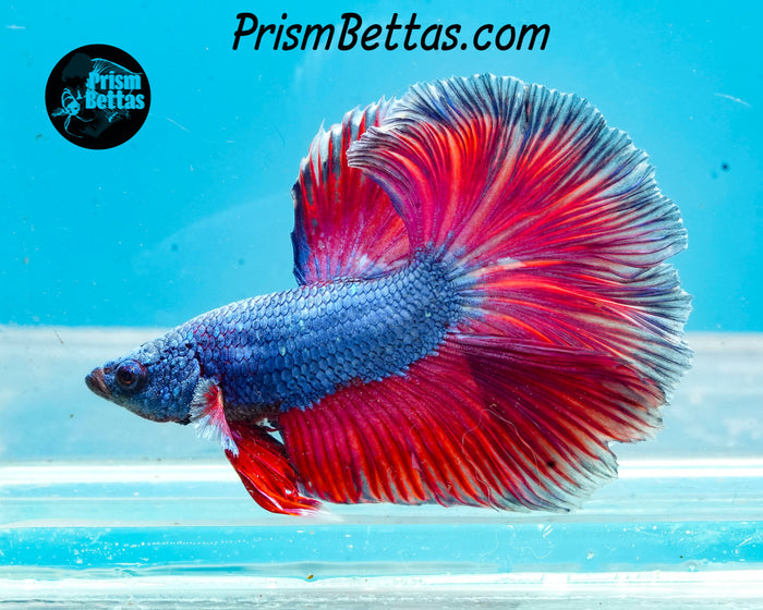 Pink Fantasy Halfmoon Male