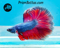 Pink Fantasy Halfmoon Male
