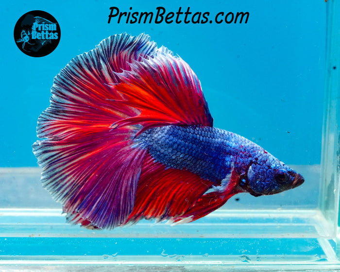 Pink Fantasy Halfmoon Male