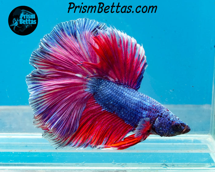 Pink Fantasy Halfmoon Male