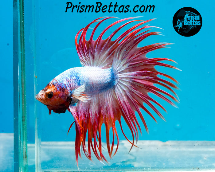 Pink Marble Crowntail Male