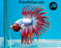 Pink Marble Crowntail Male